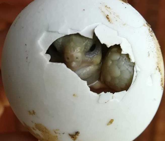 la ferme des reptiles