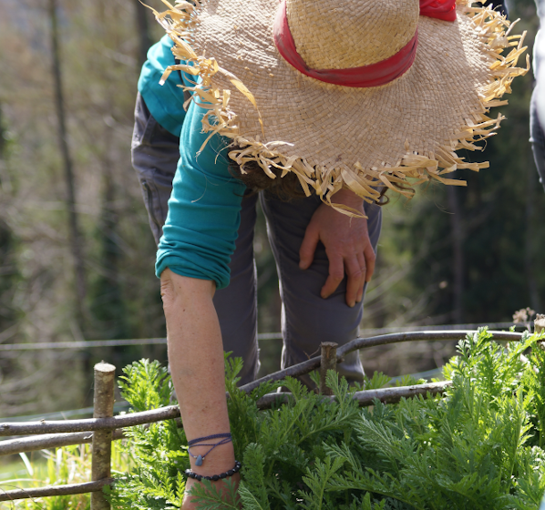 cueillette tanaisie.png