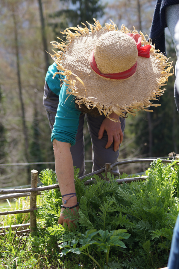Flore des cimes – 3 jours en herboristerie