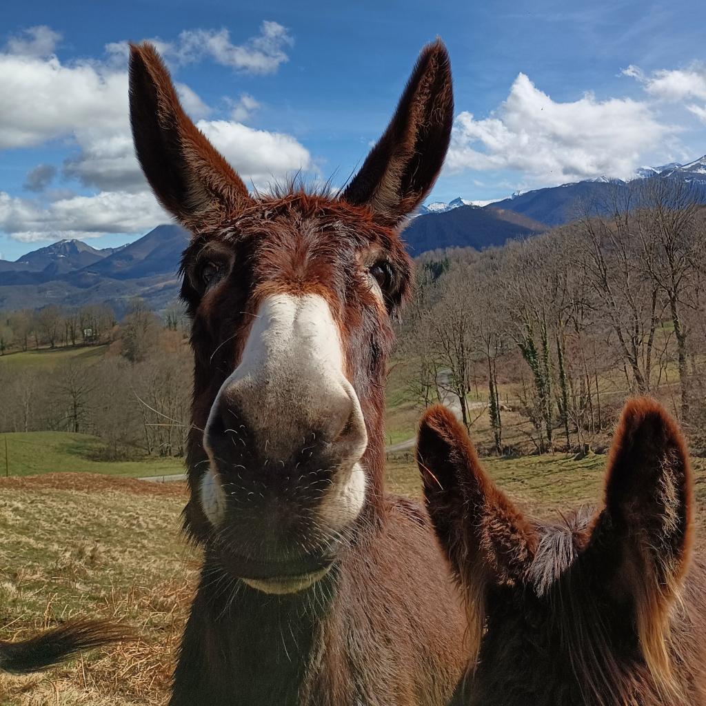 Les ateliers et balades accompagnées Au Tempo des Ânes