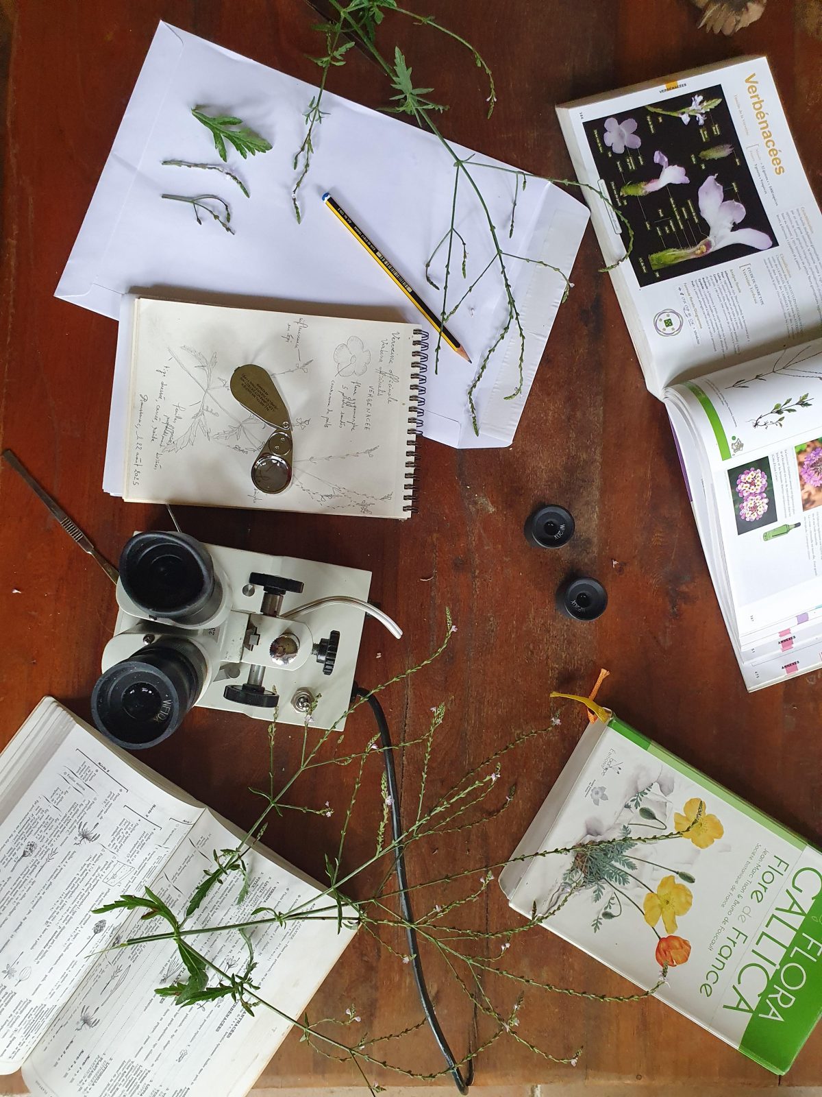 Flore des cimes – Atelier botanique