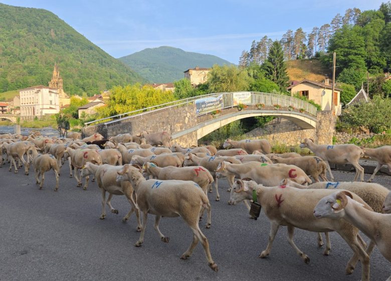 passage des moutons à Seix