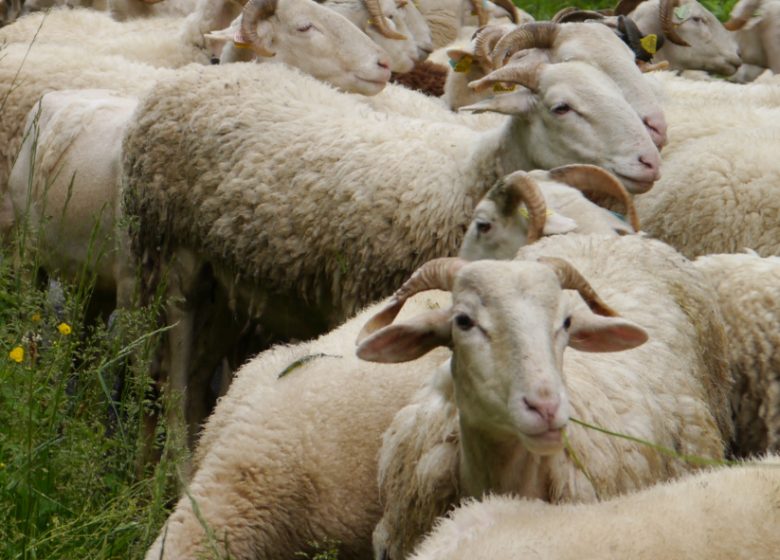 Transhumances en Biros