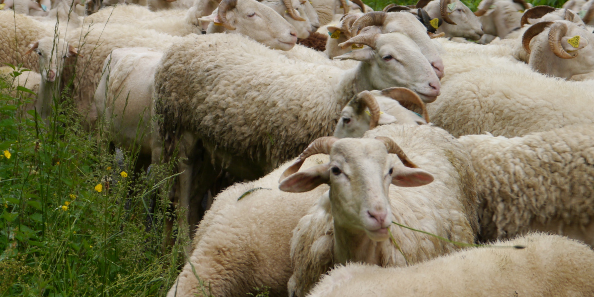 Association Transhumances en Biros