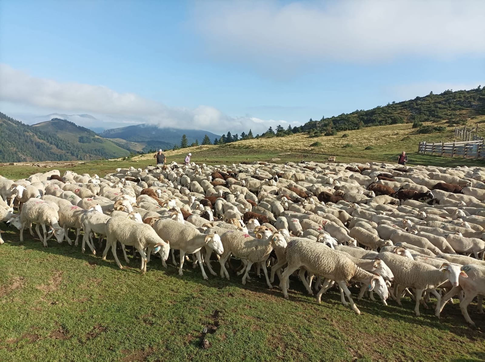 Transhumance en Bellongue