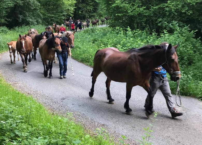 chevaux sur pistes.jpg
