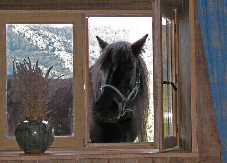 Un cheval Merens curieux