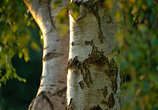 Journée de Sylvothérapie – A la rencontre du Bouleau