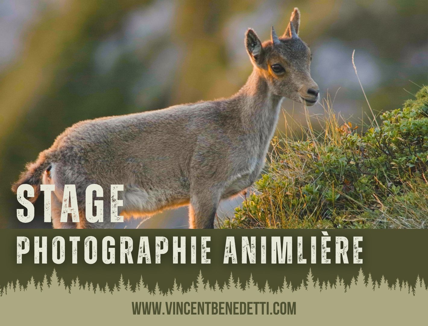 Stage photographie animalière