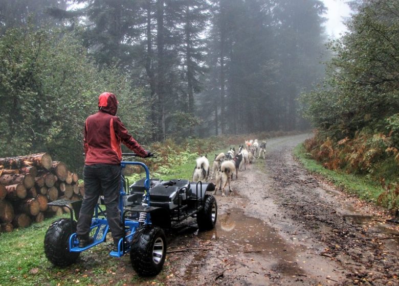 Baptême en Grand Attelage en Kart