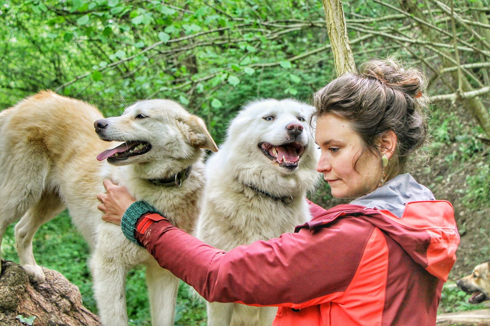 Visite pédagogique de la ferme nordique Terre Sauvage