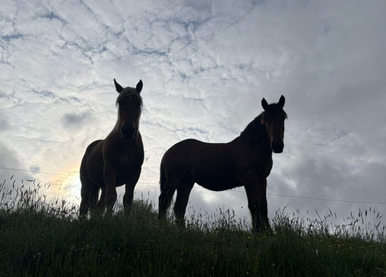 cheveaux cominac.JPG