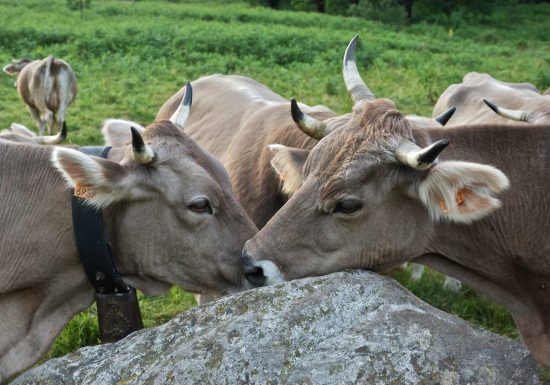 Conférence « L&rsquo;invention conflictuelle des races d&rsquo;élevage »