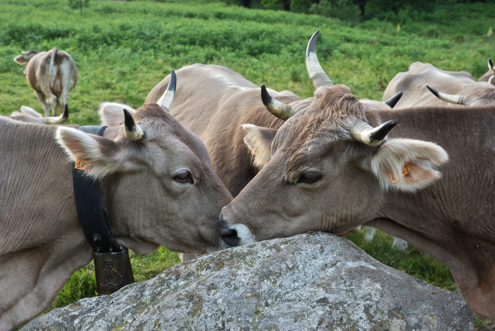 Conférence « L&rsquo;invention conflictuelle des races d&rsquo;élevage »