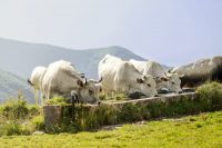 Conférence « L&rsquo;histoire des races d&rsquo;élevage pyrénéennes »