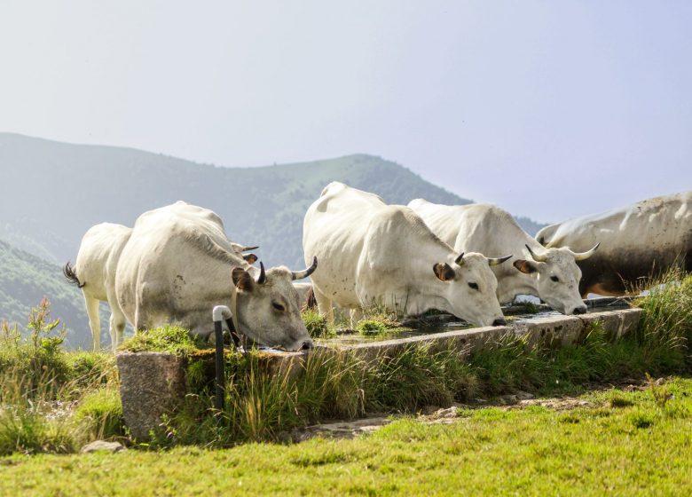 Conférence « L&rsquo;histoire des races d&rsquo;élevage pyrénéennes »_Seix