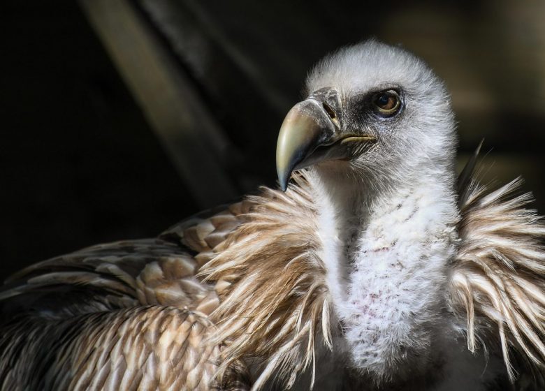 Randonnée Observation Ornithologique 2026_Seix