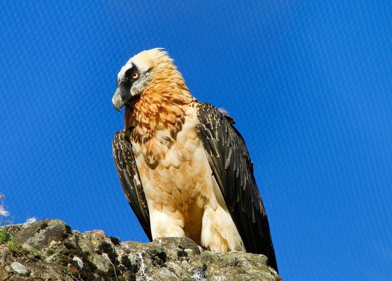 Randonnée Observation Ornithologique 2026_Seix