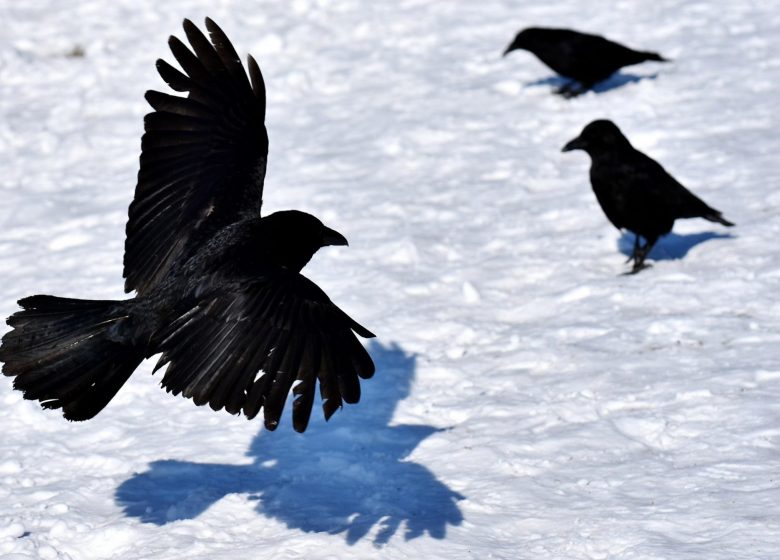 Randonnée Observation Ornithologique 2026_Seix