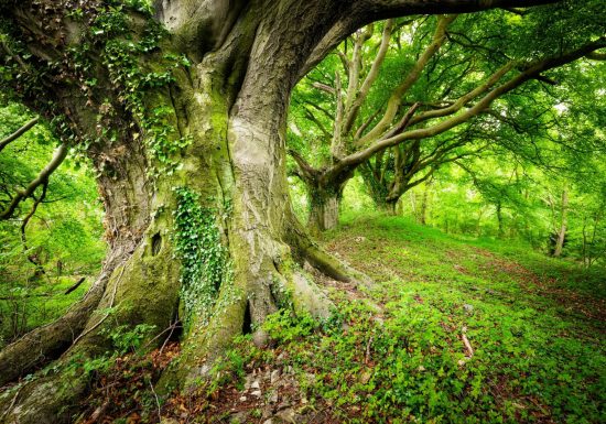 Journée de Sylvothérapie – A la rencontre du Hêtre