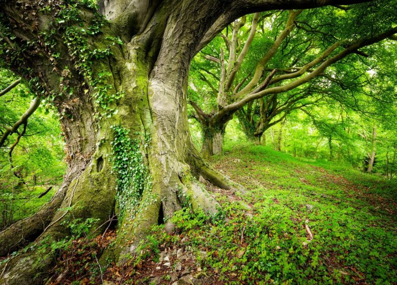 Sylvotherapie Ariège – Rencontre avec le Hêtre