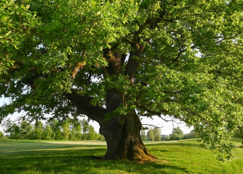 Sylvotherapie Ariège – A la rencontre du Chêne