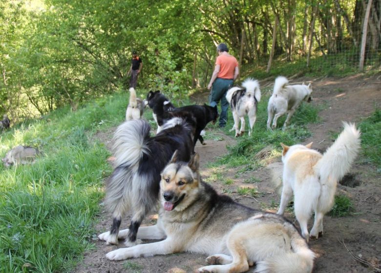 Parc chiens