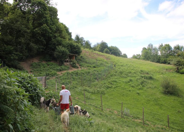 Parc chiens