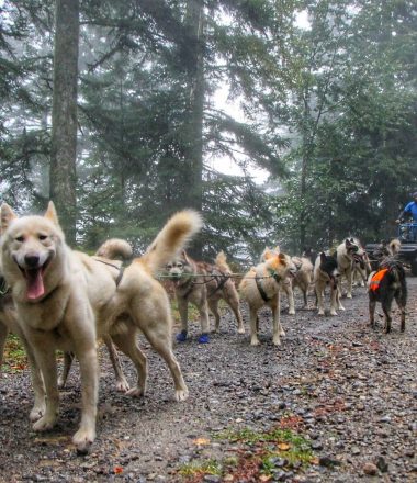 Baptême en chiens de traîneau avec Terre Sauvage