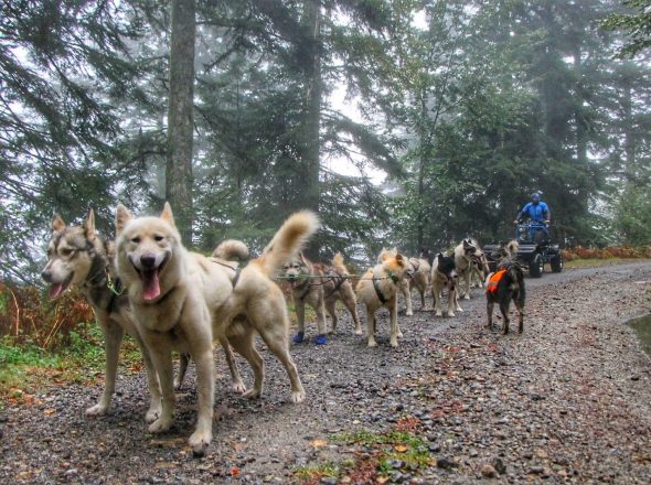 Baptême en chiens de traîneau avec Terre Sauvage