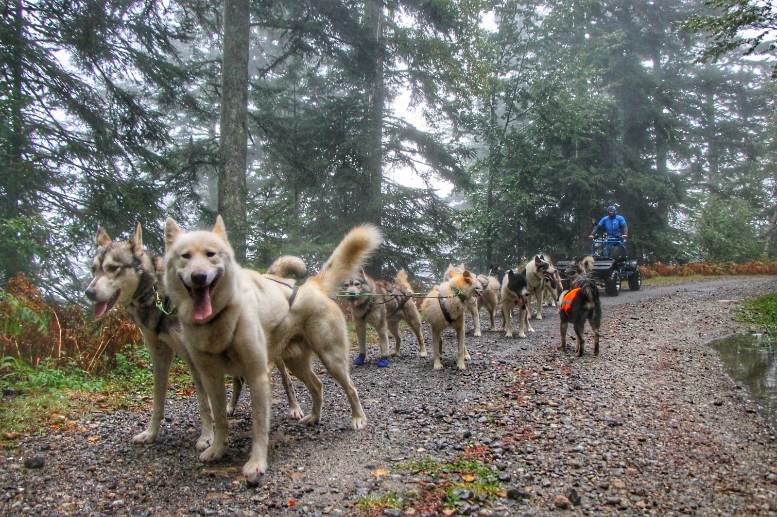 Baptême en chiens de traîneau avec Terre Sauvage