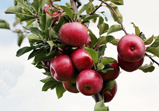 Soirée d&rsquo;automne autour de la Pomme