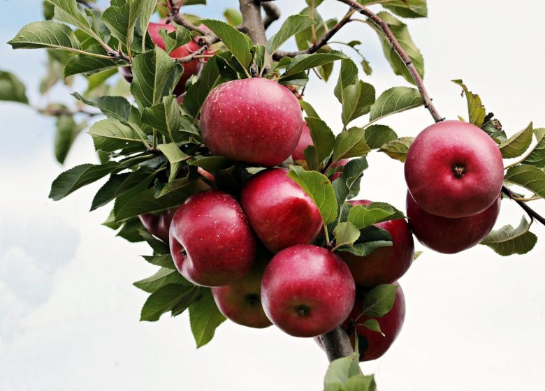 Soirée d&rsquo;automne autour de la Pomme_Galey