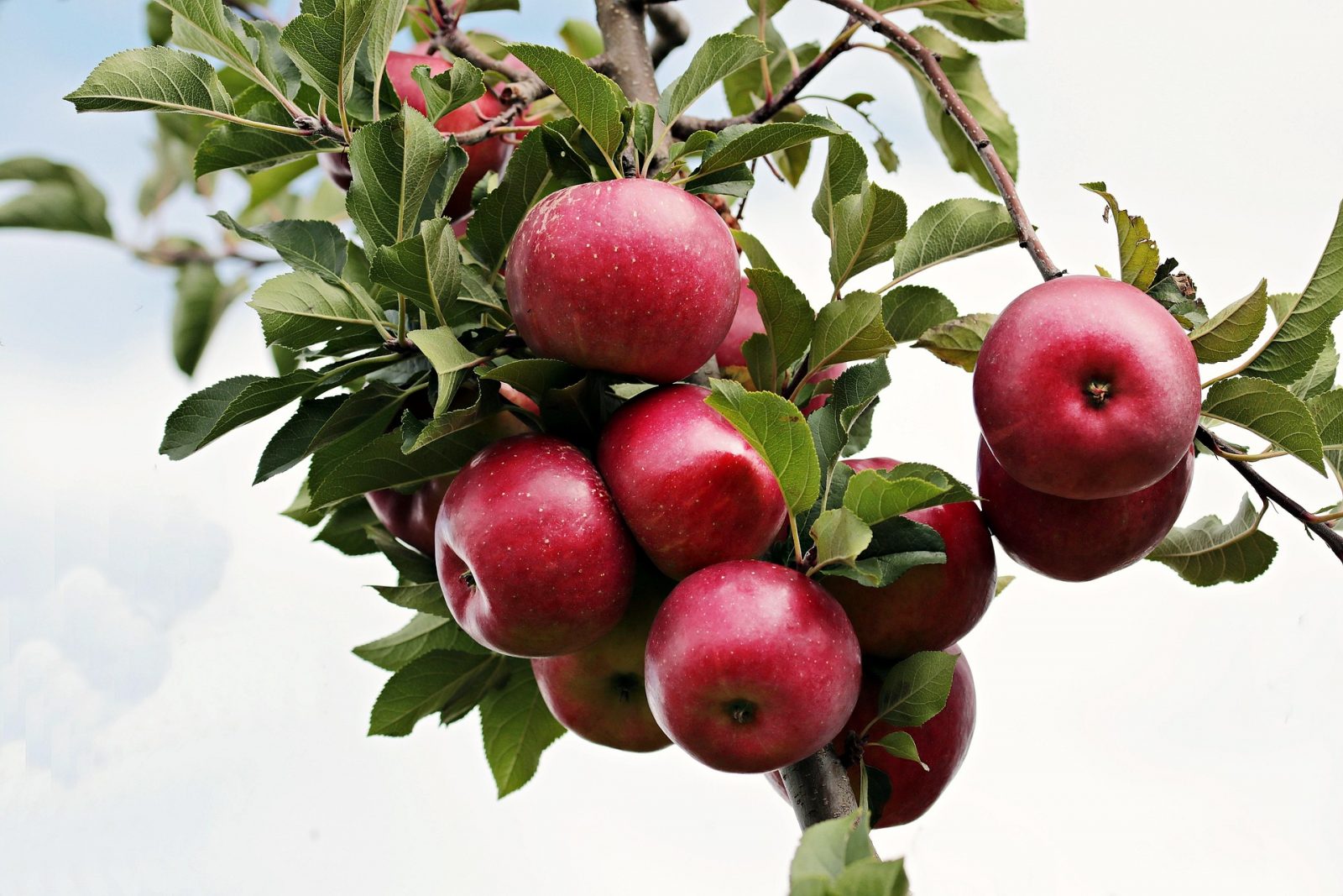 Soirée d&rsquo;automne autour de la Pomme