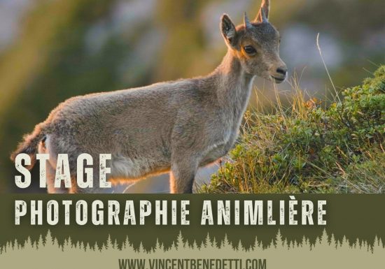 Stage photographie animalière