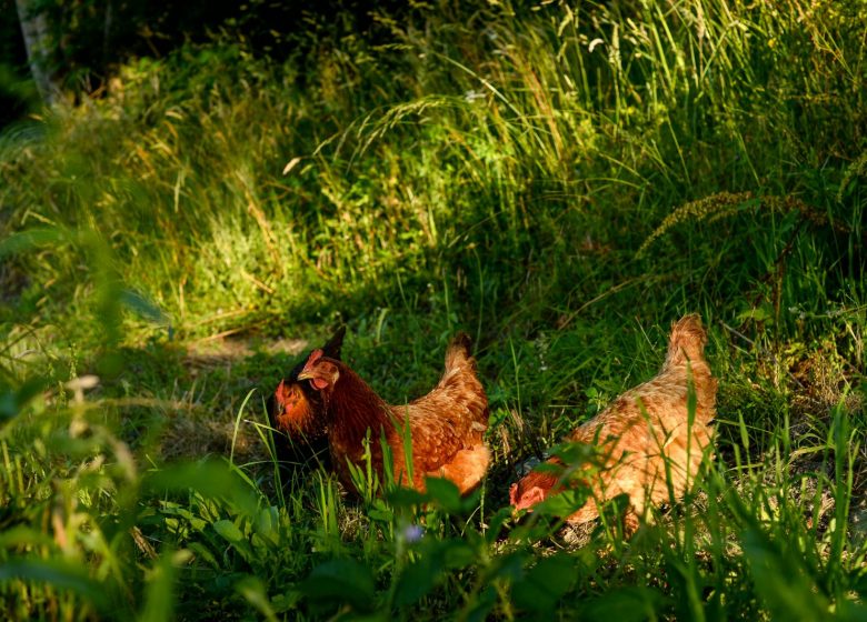 Les Poules