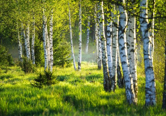 Sylvothérapie – Journée avec le Bouleau