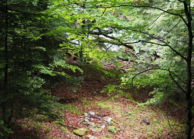 SEB Aventure – Escapade sauvage à la cascade de Nerech_Bordes-Uchentein_lumiere_foret