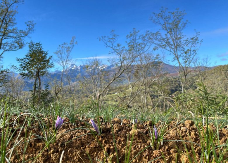 safranière face aux montagnes