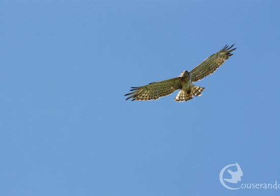 Randonnée Nature Couserando – Oiseaux des cimes