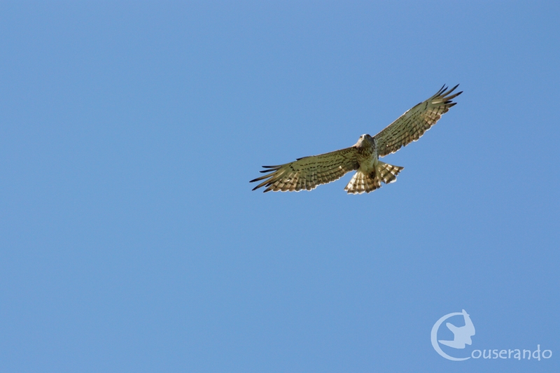 Randonnée Nature Couserando – Oiseaux des cimes