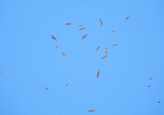 Bivouac ornitho