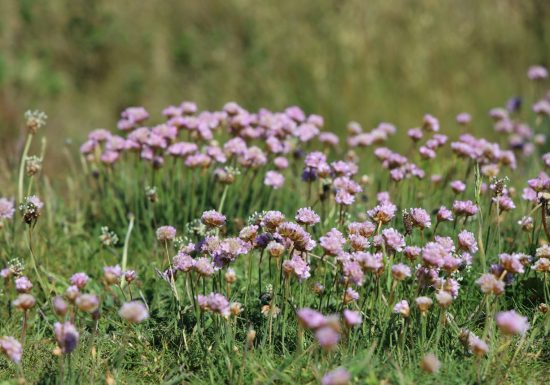 Plantes comestibles et médicinales