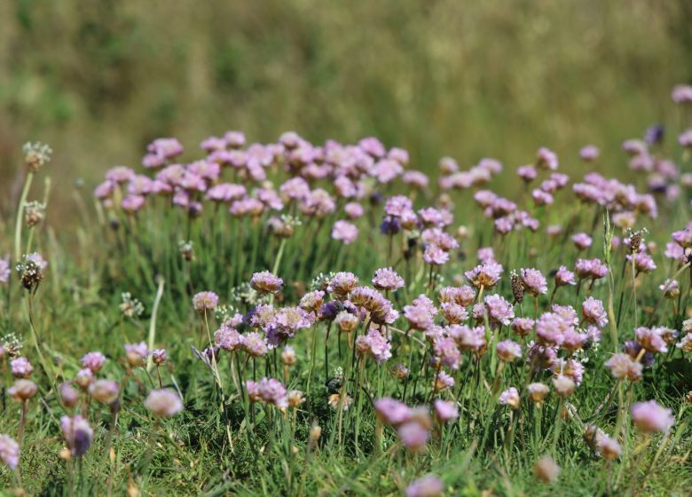 Plantes comestibles et médicinales_Sentein