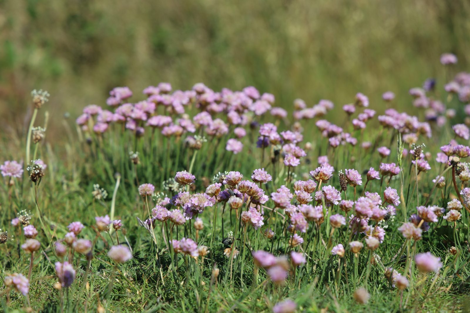 Plantes comestibles et médicinales