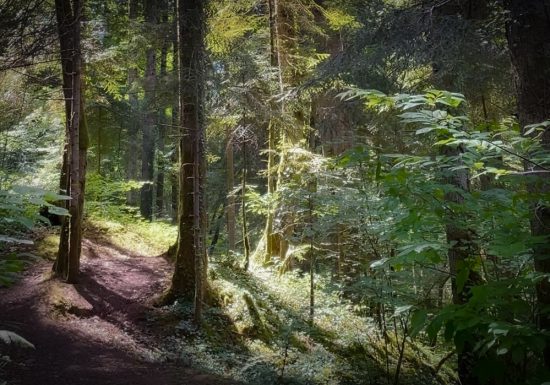 Bain de forêt guidé