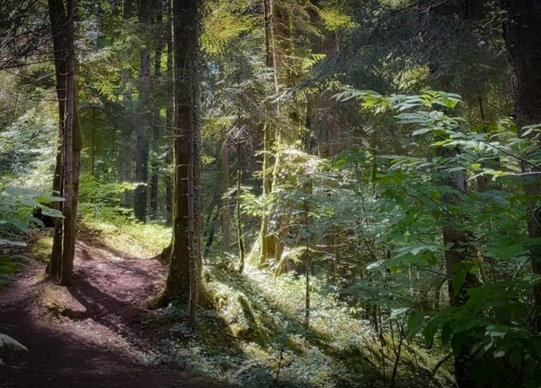 Bain de forêt – Sainte Croix Volvestre – Sylvothérapie Ariège