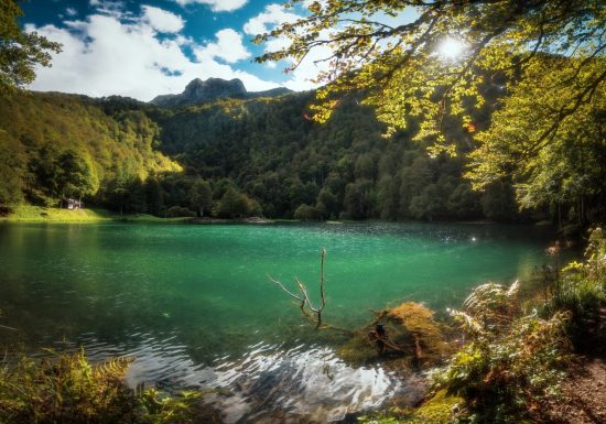 Bain de forêt guidé