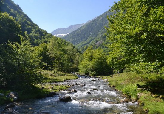 Bain de forêt guidé