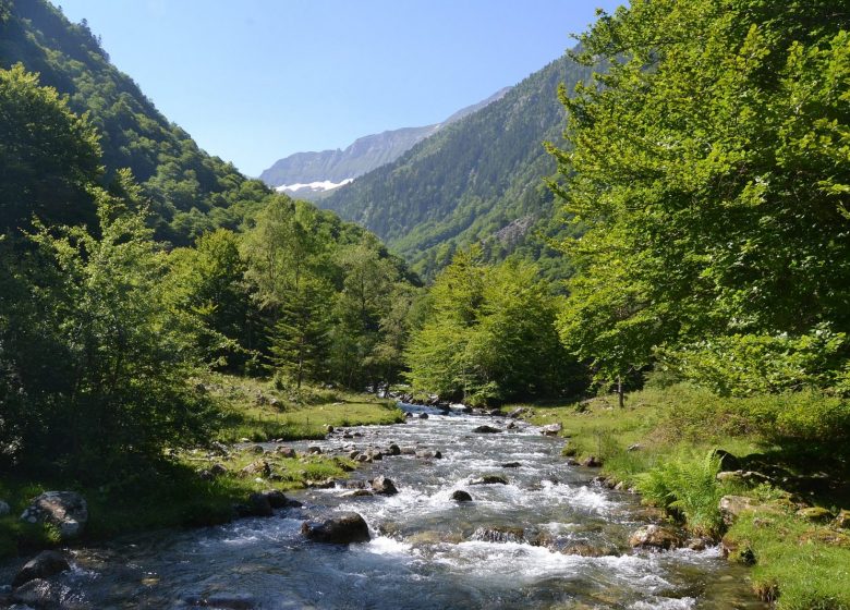 Riberot – bain de forêt – Sylvothérapie Ariège